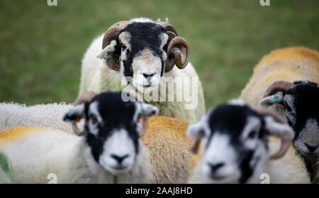 Swaledale ram mit Schafherde im Herbst, "Tupping Zeit", wo er rund 50 Frauen dienen wird. North Yorkshire, UK. Stockfoto