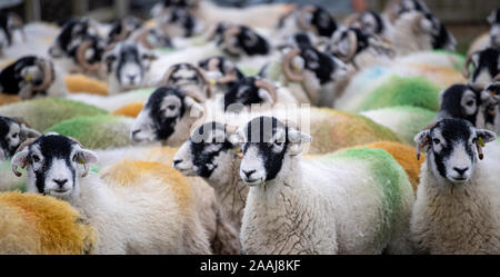 Swaledale Mutterschafe im Feld 'tupping' Zeit im Herbst, wenn Sie laufen mit der Ram, die Farben auf ihre Bums, wenn Sie serviert wurden. North York Stockfoto