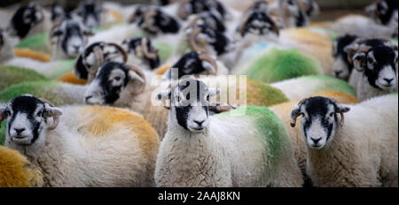 Swaledale Mutterschafe im Feld 'tupping' Zeit im Herbst, wenn Sie laufen mit der Ram, die Farben auf ihre Bums, wenn Sie serviert wurden. North York Stockfoto