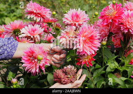 Frau kupplungsdrucköl Dahlien im späten Sommer Garten Grenze - September. Großbritannien Stockfoto