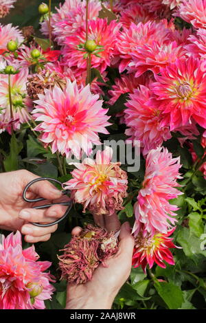 Frau kupplungsdrucköl Dahlien im späten Sommer Garten Grenze - September. Großbritannien Stockfoto