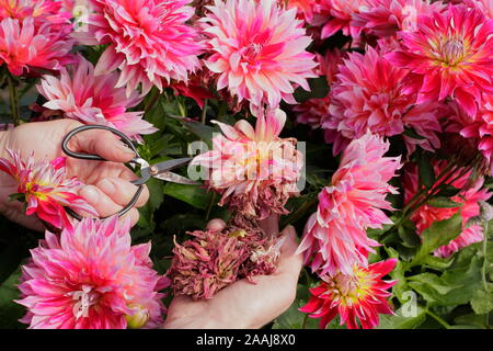 Frau kupplungsdrucköl Dahlien im späten Sommer Garten Grenze - September. Großbritannien Stockfoto