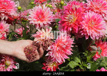 Frau kupplungsdrucköl Dahlien im späten Sommer Garten Grenze - September. Großbritannien Stockfoto