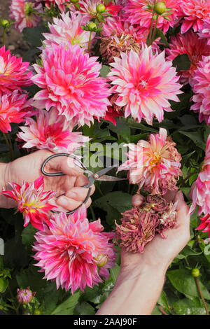 Frau kupplungsdrucköl Dahlien im späten Sommer Garten Grenze - September. Großbritannien Stockfoto