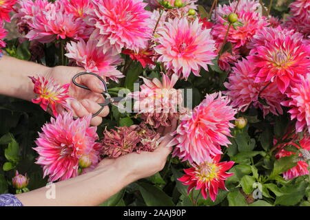 Frau kupplungsdrucköl Dahlien im späten Sommer Garten Grenze - September. Großbritannien Stockfoto