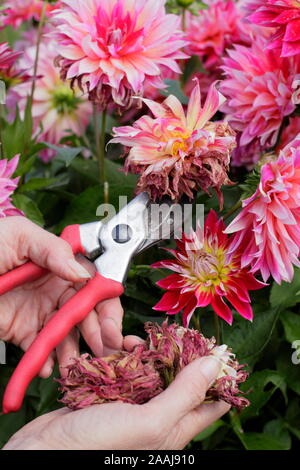 Frau kupplungsdrucköl Dahlien mit gartenschere in einem späten Sommer Garten Grenze - September. Großbritannien Stockfoto