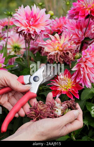 Frau kupplungsdrucköl Dahlien mit gartenschere in einem späten Sommer Garten Grenze - September. Großbritannien Stockfoto