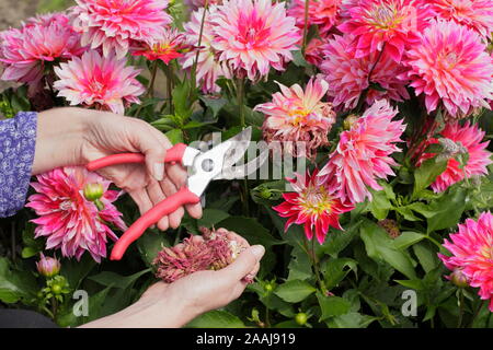 Frau kupplungsdrucköl Dahlien mit gartenschere in einem späten Sommer Garten Grenze - September. Großbritannien Stockfoto