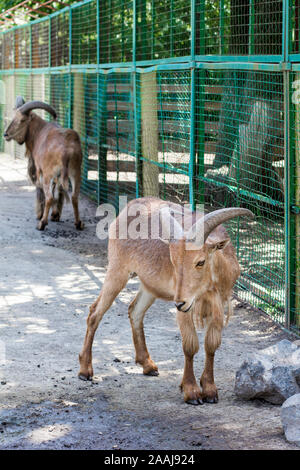 Maned ram. Paar maned Schafe in einem Zoo Stockfoto