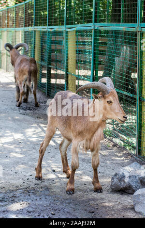 Maned ram. Paar maned Schafe in einem Zoo Stockfoto