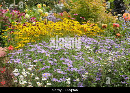 Driftet von Aster frikartii 'Monch', Rudbeckia fulgida 'Goldsturm' und Echinacea purpurea 'Magnus' im späten Sommer Garten Grenze - September. Großbritannien Stockfoto