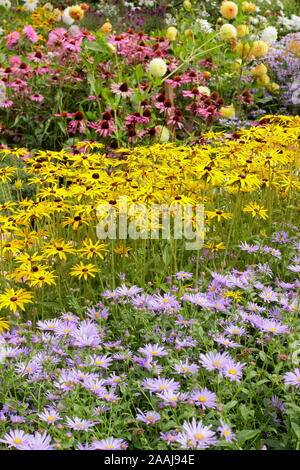 Driftet von Aster frikartii 'Monch', Rudbeckia fulgida 'Goldsturm' und Echinacea purpurea 'Magnus' im späten Sommer Garten Grenze - September. Großbritannien Stockfoto