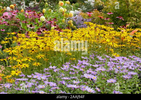 Driftet von Aster frikartii 'Monch', Rudbeckia fulgida 'Goldsturm' und Echinacea purpurea 'Magnus' im späten Sommer Garten Grenze - September. Großbritannien Stockfoto