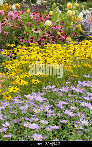 Driftet von Aster frikartii 'Monch', Rudbeckia fulgida 'Goldsturm' und Echinacea purpurea 'Magnus' im späten Sommer Garten Grenze - September. Großbritannien Stockfoto