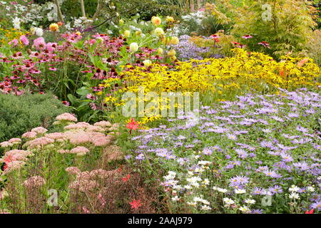 Driftet von Aster frikartii 'Monch', Rudbeckia fulgida 'Goldsturm' und Echinacea purpurea 'Magnus' im späten Sommer Garten Grenze - September. Großbritannien Stockfoto