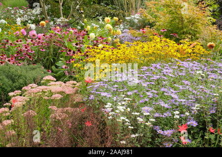 Driftet von Aster frikartii 'Monch', Rudbeckia fulgida 'Goldsturm' und Echinacea purpurea 'Magnus' im späten Sommer Garten Grenze - September. Großbritannien Stockfoto