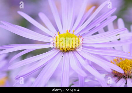Aster x Frikartii 'Monch', Astern blühen im frühen Herbst garten Grenze. Großbritannien Stockfoto