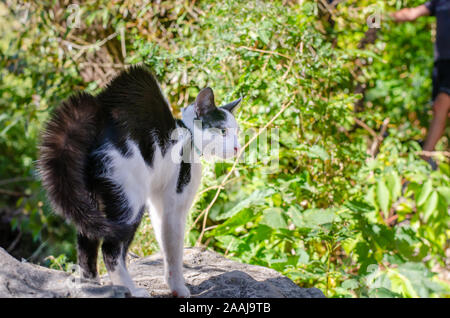 Dragoon cat von einem Hund Angst Stockfoto
