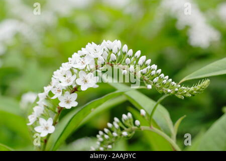 Lysimachia clethroides. Schwanenhals Felberich, eine kräftige krautige Stauden in Blüte. Stockfoto