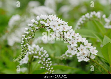 Lysimachia clethroides. Schwanenhals Felberich, eine kräftige krautige Stauden in Blüte. Stockfoto