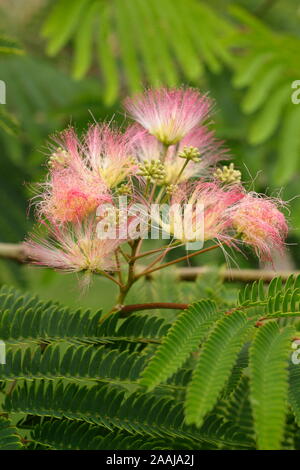 Albizia julibrissin 'Tropische Traum'. Persischer Seide Baum angezeigte markante gefiederten Rosa blüht im Spätsommer - September. Großbritannien Stockfoto