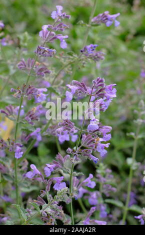 Nepeta racemosa 'Walkers Low' cat Nip oder Katzenminze in Blüte. Aromatische Pflanze Stockfoto