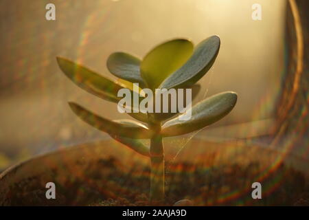 Junge sprießen Money Tree. Crassula Blume Nahaufnahme. Stockfoto