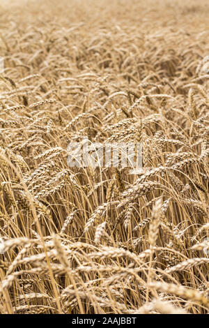 Weizen ährchen im Feld. Weizen ährchen Muster. Hintergrund von Weizen ährchen. Stockfoto