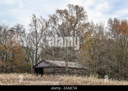 Verlassenen Geräteschuppen mit hohen Bäumen zeigen ihre Herbst Laub Stockfoto