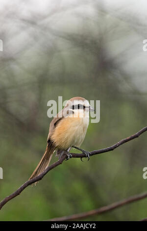 Braun Shrike (Lanius cristatus) Stockfoto