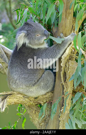 Koala Bär, Phascolarctus cinereus, mit Jungtier, Victoria, Australien Stockfoto