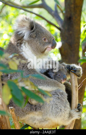 Koala Bär, Phascolarctus cinereus, mit Jungtier, Victoria, Australien Stockfoto
