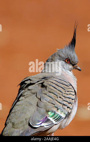 Spitzschopftaube, Ociphaps Lophotes, Northern Territory, Australien Stockfoto