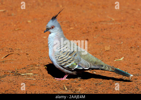 Spitzschopftaube, Ociphaps Lophotes, Northern Territory, Australien Stockfoto