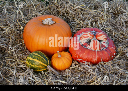 Herbst Kürbisse und Kürbisse mit orange Kürbisse in einer Anordnung auf frischem Stroh Stockfoto