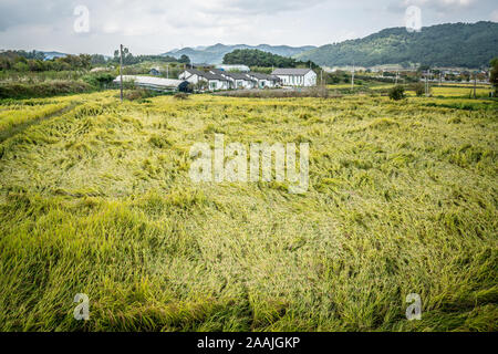 Reis der grünen Farbe und Bauernhof im Hintergrund in ländlichen Südkorea Stockfoto