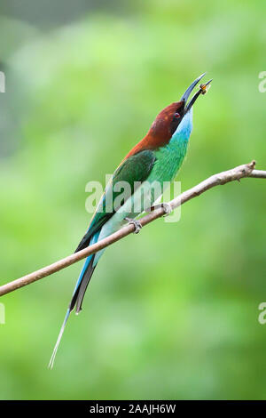 Blue-throated Bienenfresser (Merops viridis) Jagd für Lebensmittel Stockfoto