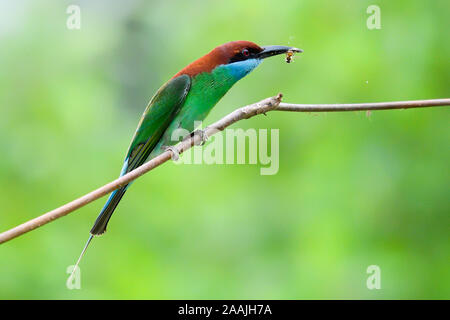 Blue-throated Bienenfresser (Merops viridis) Jagd für Lebensmittel Stockfoto