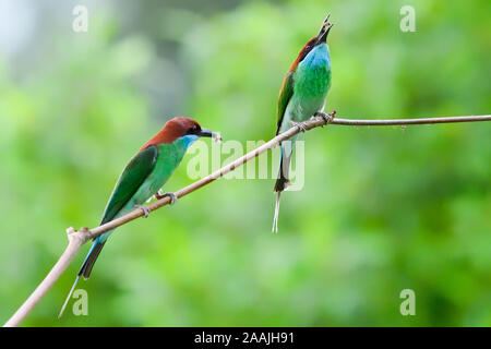 Blue-throated Bienenfresser (Merops viridis) Jagd für Lebensmittel Stockfoto