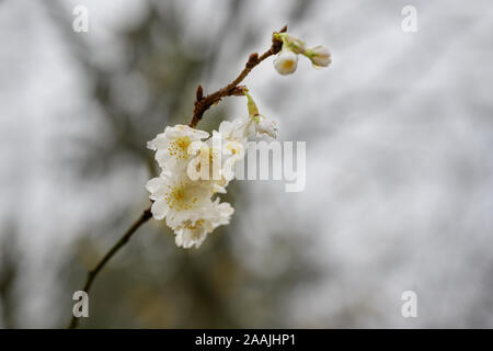 Weiße Blüten der winterblüher Kirsche (Prunus subhirtella) auf eine trübe November Tag in Norddeutschland, unscharfe grauer Hintergrund mit Kopie Raum, Stockfoto