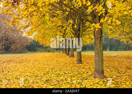 Blätter im Herbst uk Bäume im Herbst Herbst uk Allee der Bäume, deren Blätter im Herbst Reihe von Bäumen mit Herbstfarben England uk gb Europa Stockfoto