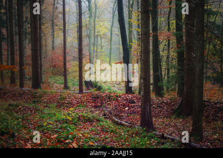 Mischwald im Herbst mit dunklen Baumstämmen und farbige Laub auf eine trübe November Tag, Natur Landschaft im Norden Deutschlands, ausgewählte konzentrieren Stockfoto