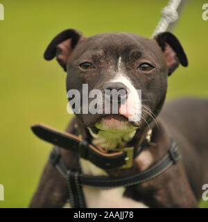 Staffordshire Bull Terrier Hund Stockfoto