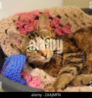 Katze in der Decke Stockfoto