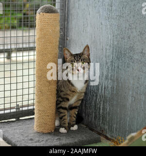 Katze in einer Cattery rescue Stockfoto