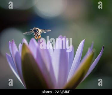 In der Nähe von Bumble Bee bei der Arbeit sammeln Nektar aus einer Seerose Stockfoto