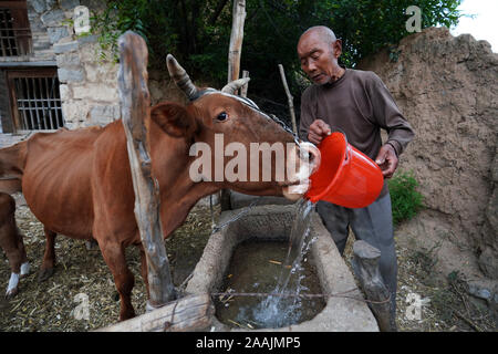 (191122) - YICHENG COUNTY, November 22, 2019 (Xinhua) - ein Dorfbewohner feeds Regen Wasser zu seinem Vieh in Nanling Dorf Yicheng County, im Norden der chinesischen Provinz Shanxi, Juli 2, 2019. Da der Schalter gezogen wurde, das Wasser spritzte aus 403 Meter in Down Under. Nanling's Village sehr zuerst tief - Wasser gut ging, in einem frühen Wintermorgen. In der Vergangenheit, das Dorf, über die Schluchten des Zhongtiao Berge im Norden Chinas verbreiten, hatte allein auf Mud-pits stützte seine wertvollen Trinkwasser für Jahrhunderte zu speichern. Durch die Angst vor der Dürre heimgesucht, die Generationen hatte davon geträumt, direkter Zugang Stockfoto