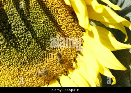 Nahaufnahme Bild, detail von eine große Sonnenblume Kopf mit Bienen im hellen Sonnenschein Stockfoto