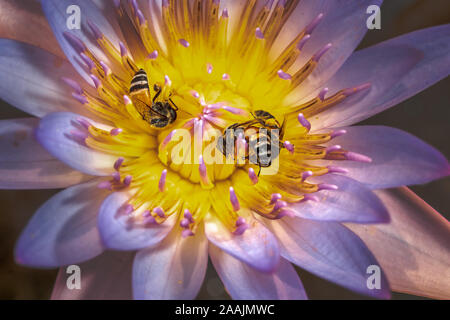 In der Nähe von Bienen bei der Arbeit sammeln Nektar aus einer Seerose Stockfoto