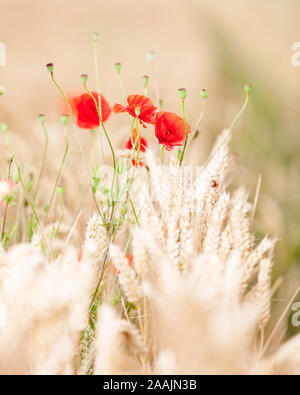 Klatschmohn. Selektiver Fokus auf Mohn und Weizen in einer Wiese in der englischen Landschaft im Frühling wächst. Stockfoto